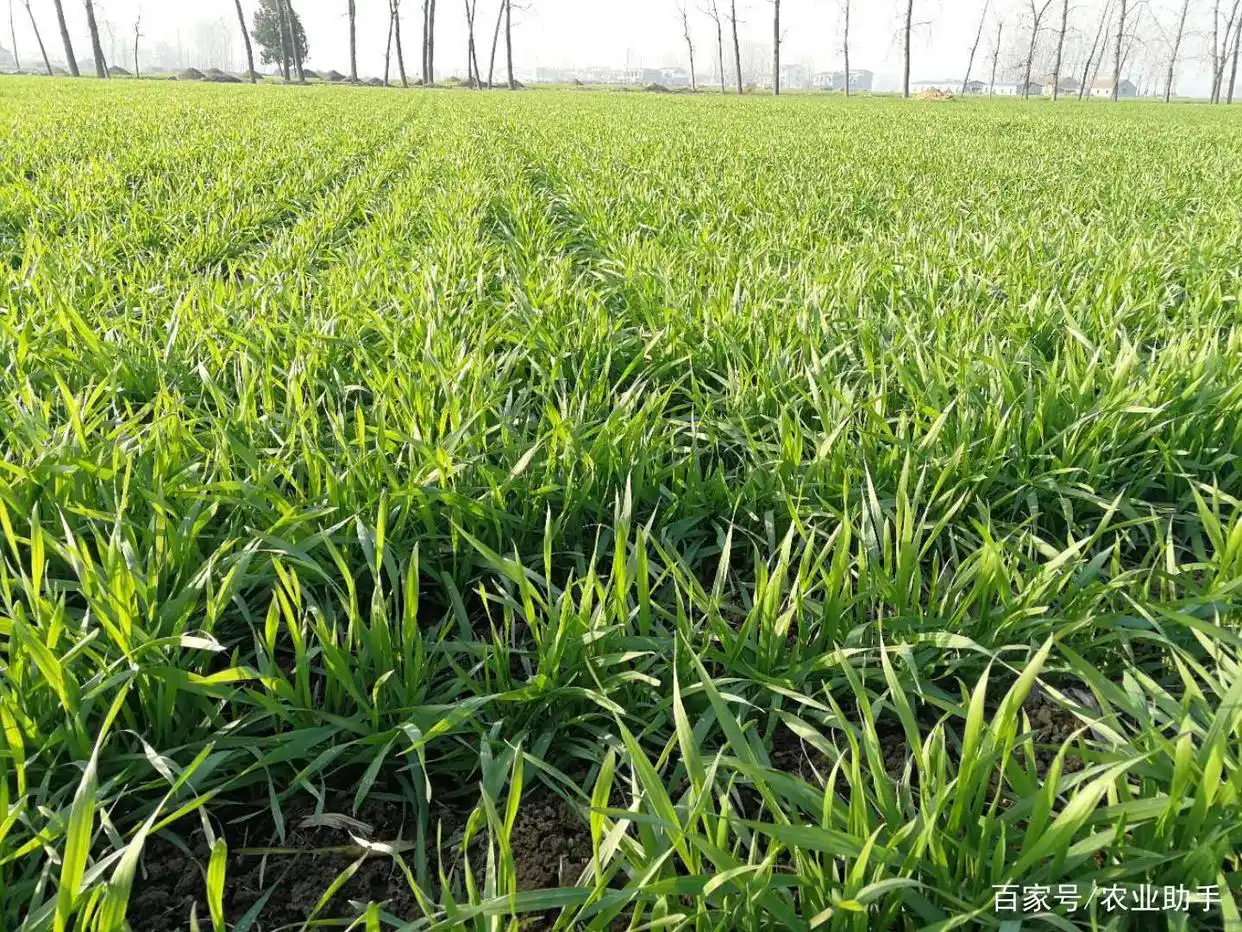 小麦除草剂什么时候打好_小麦除草剂最佳时间_小麦除草剂使用温度