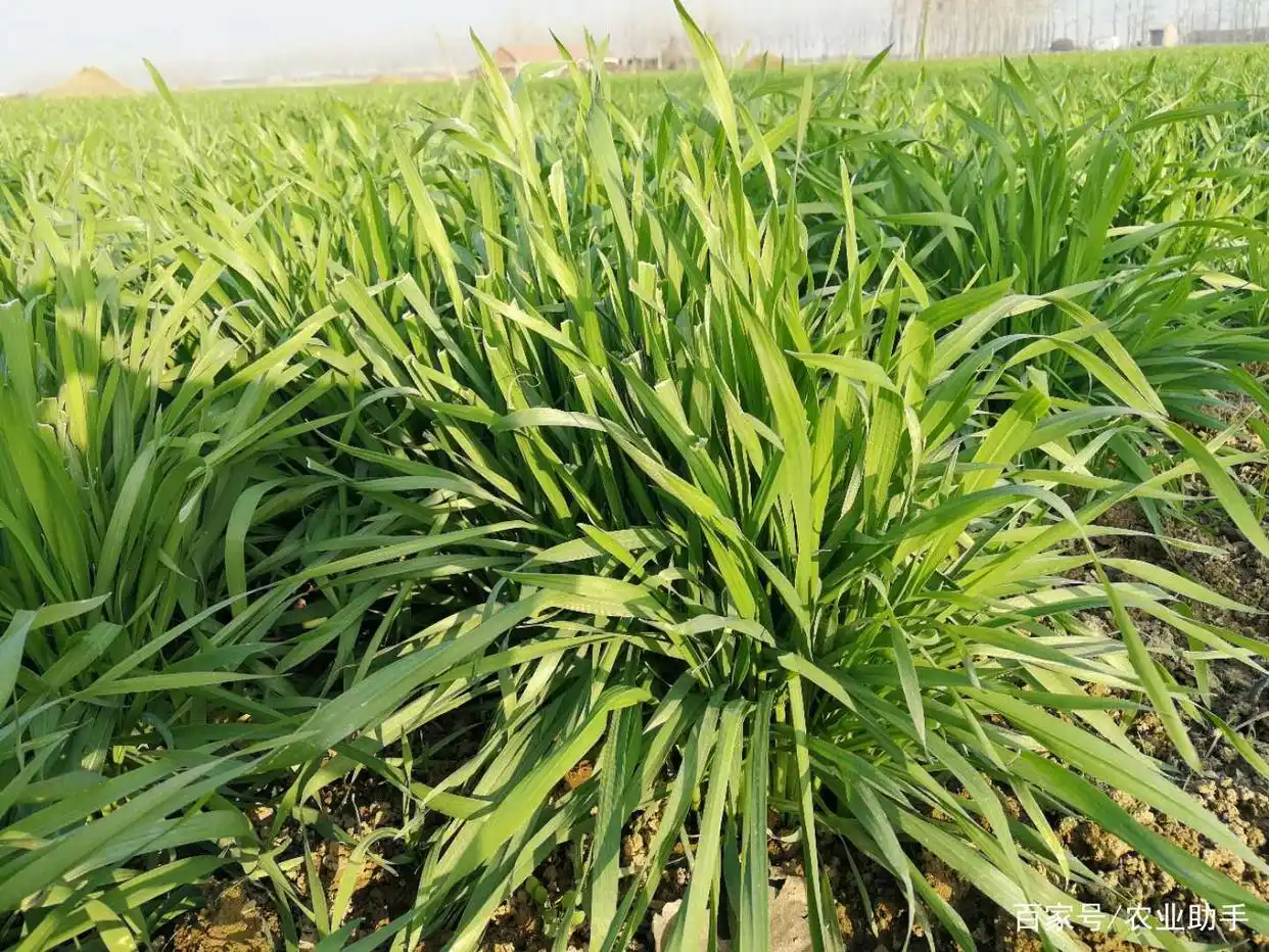 小麦除草剂最佳时间_小麦除草剂什么时候打好_小麦除草剂使用温度