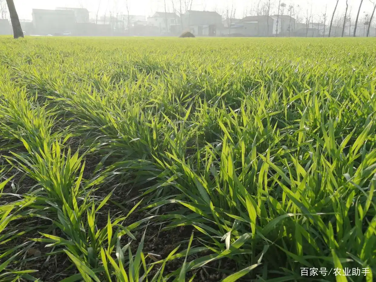 小麦除草剂最佳时间_小麦除草剂使用温度_小麦除草剂什么时候打好