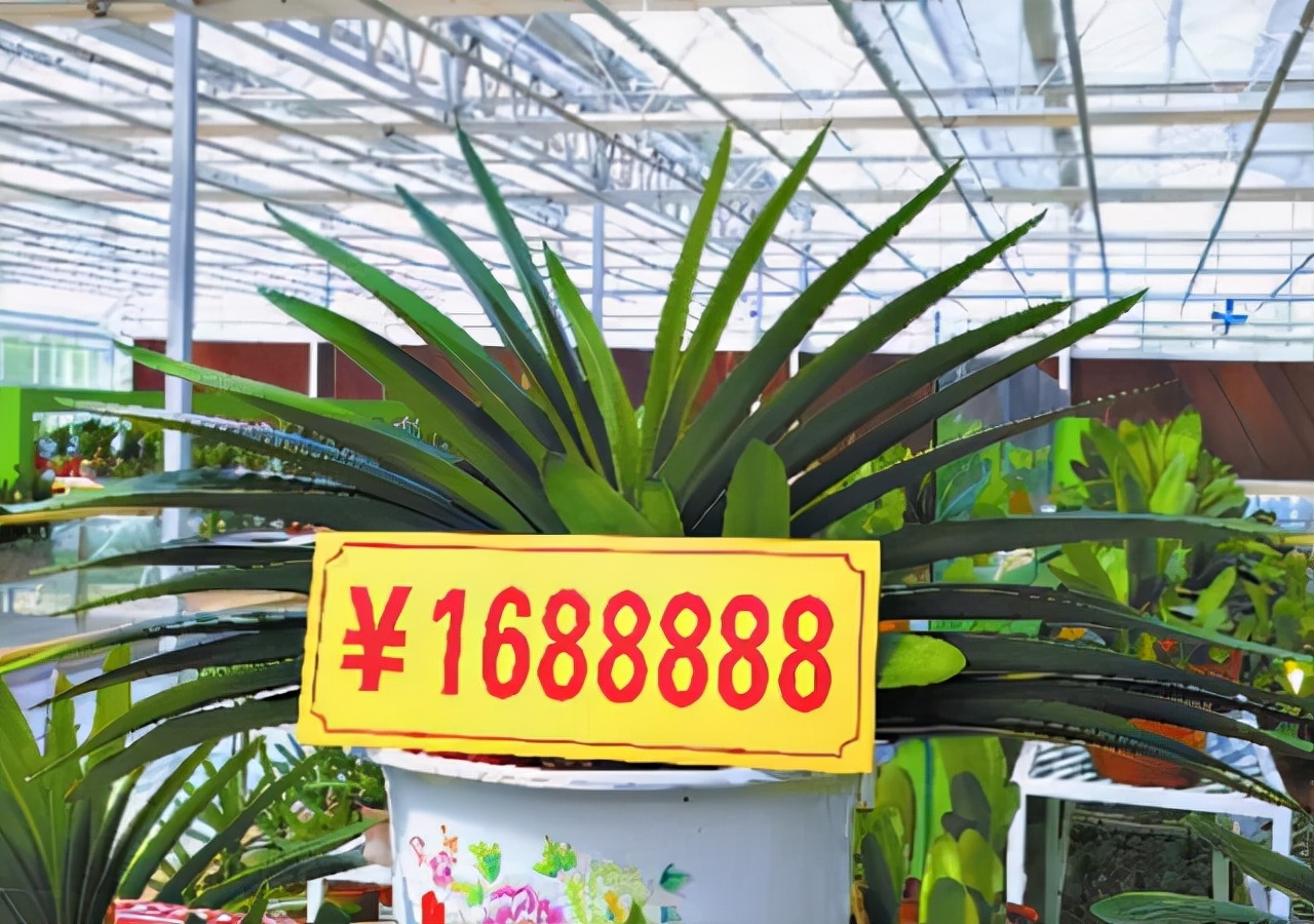 富贵满堂花养几年开花_寿命长的花_价值高的盆栽植物