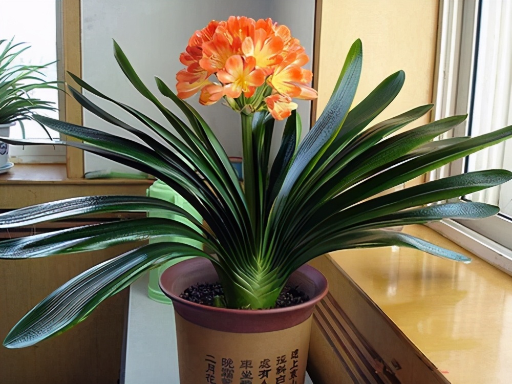 富贵满堂花养几年开花_寿命长的花_价值高的盆栽植物