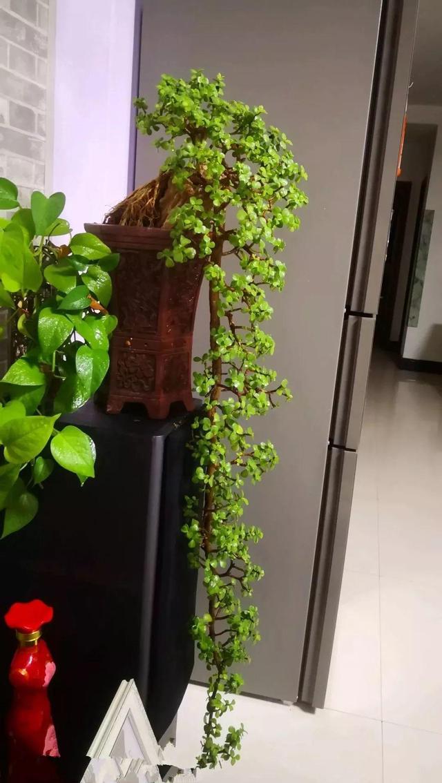 寿命长的花_价值高的盆栽植物_富贵满堂花养几年开花