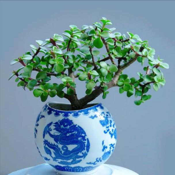 价值高的盆栽植物_寿命长的花_富贵满堂花养几年开花