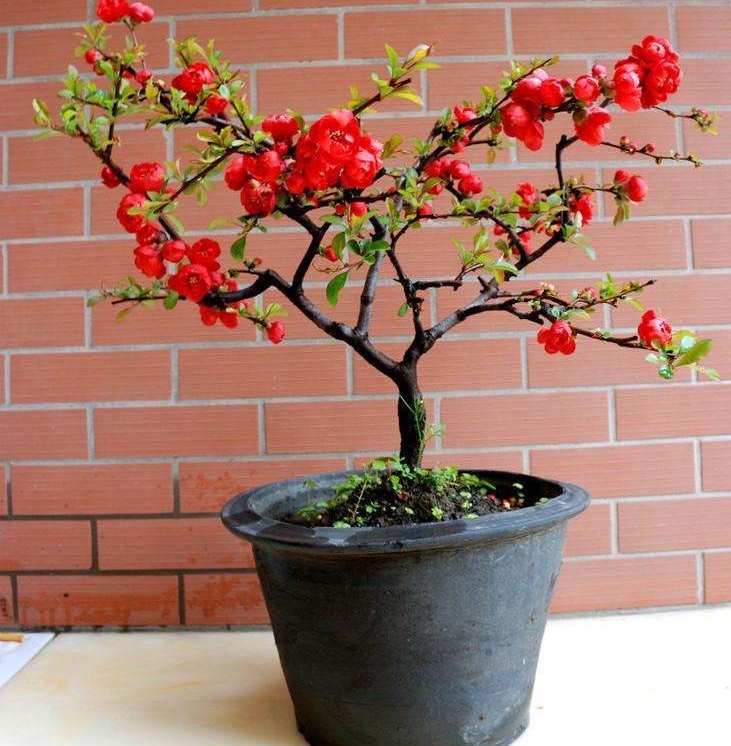 寿命长的花_价值高的盆栽植物_富贵满堂花养几年开花
