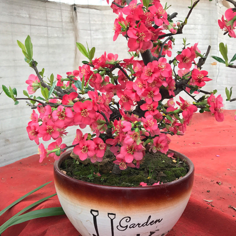 寿命长的花_价值高的盆栽植物_富贵满堂花养几年开花